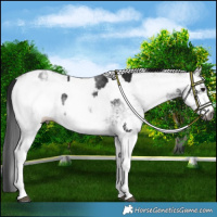 Horse Color:Gray White Spotted Black Appaloosa and Gray White Spotted Grullo Appaloosa