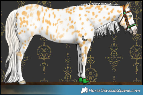 Horse Color:White Spotted Gold Cream Champagne Appaloosa 