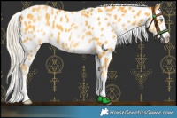 Horse Color:White Spotted Gold Cream Champagne Near Leopard 