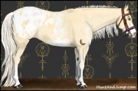 Horse Color:White Spotted Gold Cream Champagne Appaloosa 