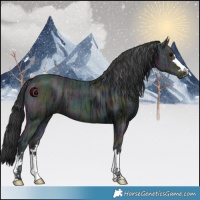 Horse Color:Midnight Black Ice