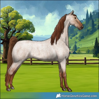 Horse Color:Red Dun Roan 