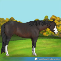 Horse Color:Brown 