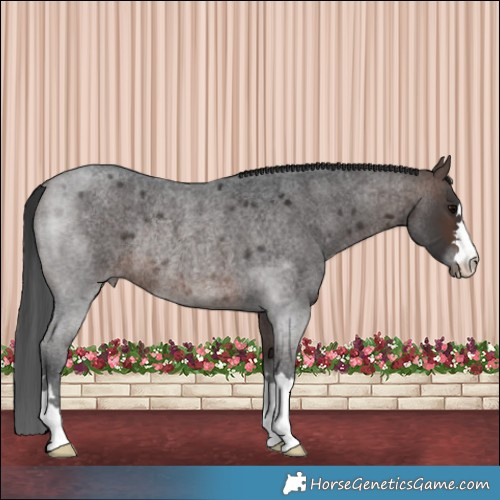 Horse Color:Brown Roan Rabicano