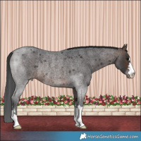 Horse Color:Brown Roan Rabicano 