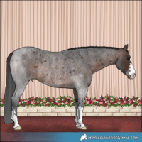 Horse Color:Brown Roan Rabicano