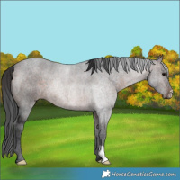 Horse Color:Brown 
