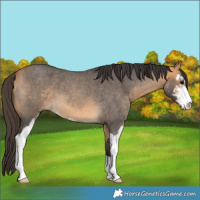 Horse Color:Buckskin Roan Sabino