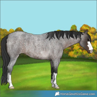 Horse Color:Brown Roan