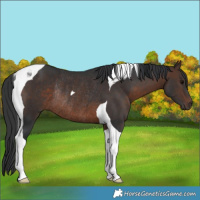 Horse Color:Brown Tobiano Rabicano