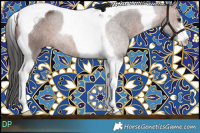 Horse Color:Bay Tobiano