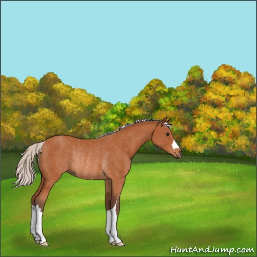 Horse Color:Silver Bay Rabicano 