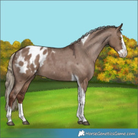Horse Color:Liver Red Dun Splash Tobiano Blanket