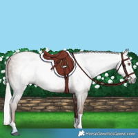 Horse Color:Gray Silver Black Pearl Tobiano 