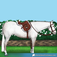 Horse Color:Gray Silver Black Pearl Tobiano