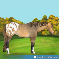 Horse Color:Buckskin Blanket Rabicano 