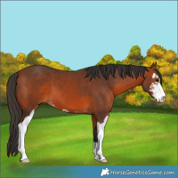 Horse Color:Bay Sabino 