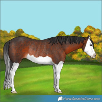 Horse Color:Brown Splash Rabicano
