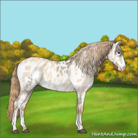 Horse Color:Red Dun Near Leopard  and Gold Champagne Dun Near Leopard 