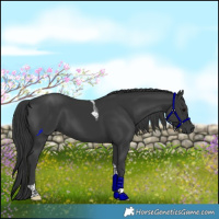 Horse Color:Black Tobiano 