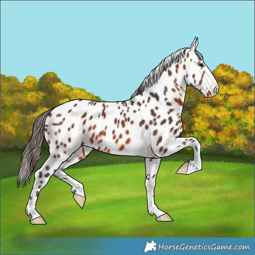 Horse Color:Brown Appaloosa 