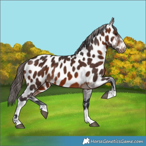Horse Color:Brown Appaloosa