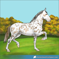 Horse Color:Buckskin Near Leopard 