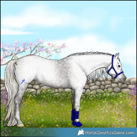 Horse Color:Gray Silver Smoky Black Tobiano 