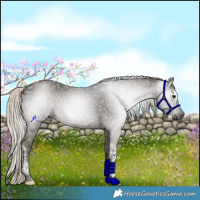 Horse Color:Gray Silver Smoky Black Tobiano