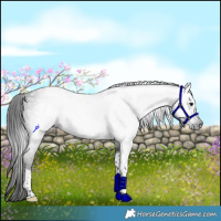 Horse Color:Gray Smoky Black Tobiano Rabicano 