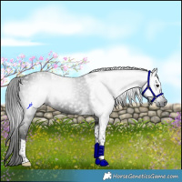 Horse Color:Gray Smoky Black Tobiano Rabicano