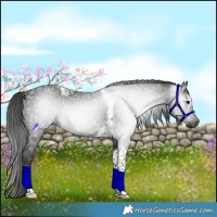 Horse Color:Gray Smoky Black Tobiano Rabicano