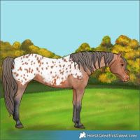 Horse Color:Bay Appaloosa Rabicano 