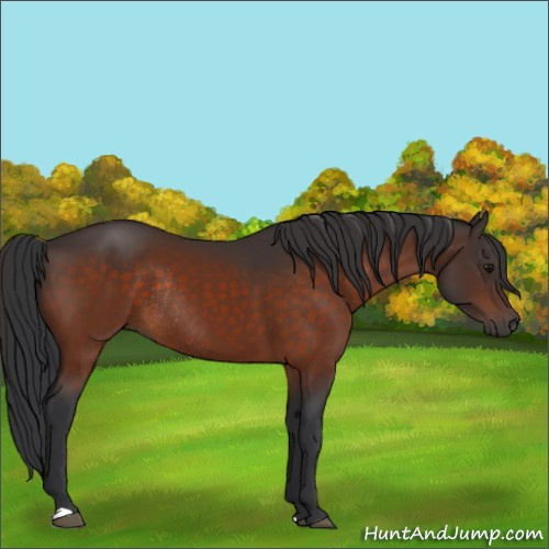 Horse Color:Bay Rabicano 