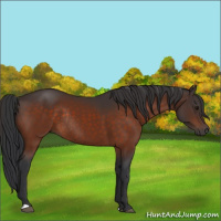 Horse Color:Bay Rabicano 