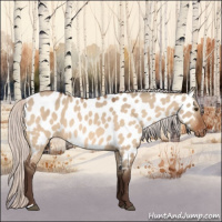 Horse Color:Silver Brown Dun Appaloosa 