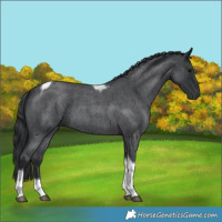 Horse Color:Blue Roan Tobiano 