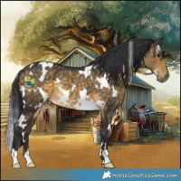 Horse Color:White Spotted Buckskin Rabicano 