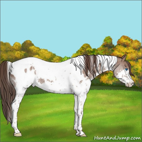 Horse Color:Classic Champagne Splash Tobiano Appaloosa 