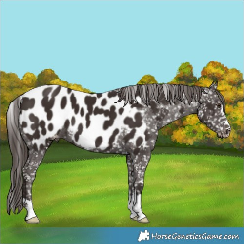 Horse Color:Liver Chestnut Appaloosa 