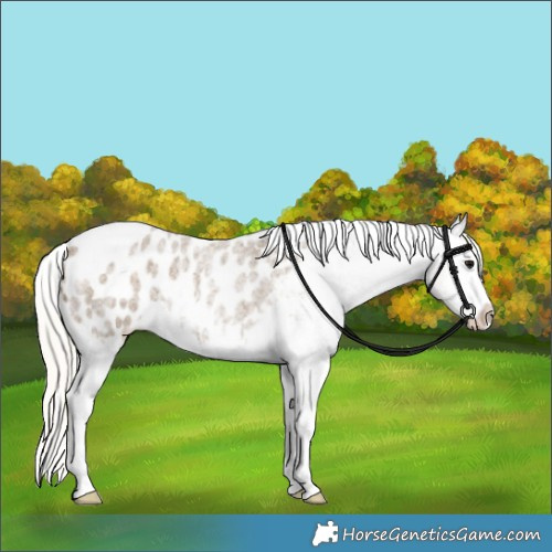 Horse Color:Silver Smoky Blue Roan Splash Appaloosa Rabicano 