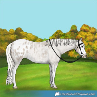 Horse Color:Silver Smoky Blue Roan Splash Appaloosa Rabicano 