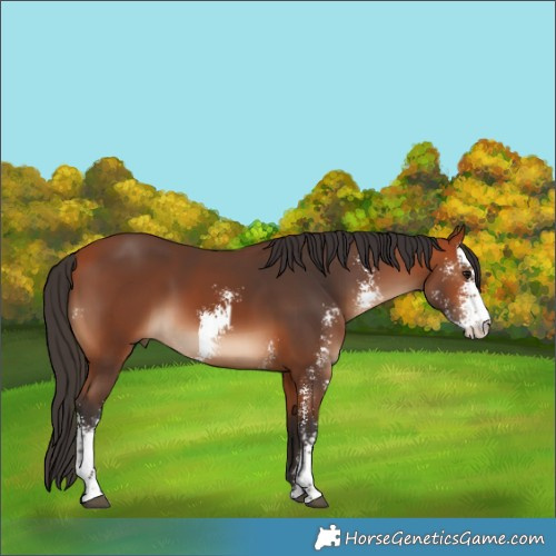 Horse Color:Bay Sabino 