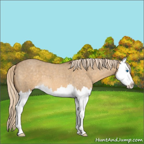 Horse Color:Chocolate Palomino Roan Dun Splash