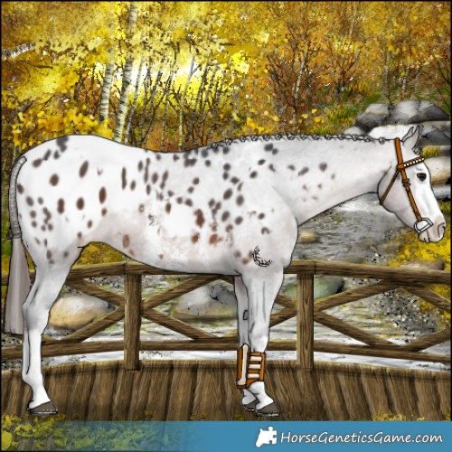 Horse Color:Bay Sabino Splash Appaloosa  and Brown Sabino Splash Appaloosa 