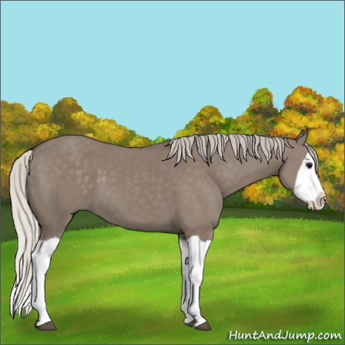Horse Color:Silver Grullo Splash