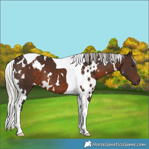 Horse Color:White Spotted Silver Brown Tobiano 