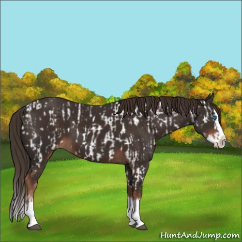 Horse Color:Liver Chestnut Sabino Splash Appaloosa and Liver Chestnut Sabino Splash