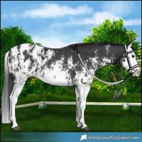 Horse Color:Black Sabino Splash Appaloosa  and Black Sabino Splash Appaloosa Rabicano 