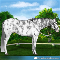 Horse Color:Black Sabino Splash Appaloosa and Black Sabino Splash Appaloosa Rabicano